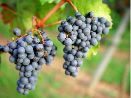 Comienza una «buena» vendimia en la DO León con la expectativa de llegar a los 3,5 millones de kilos de uva calificada